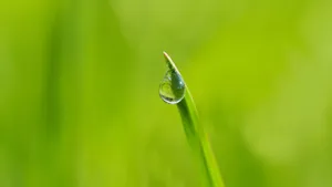草地上凝结的露珠图片_6