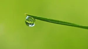 草地上凝结的露珠图片_7