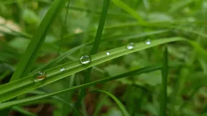 草地上凝结的露珠图片_9