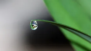 草地上凝结的露珠图片_10