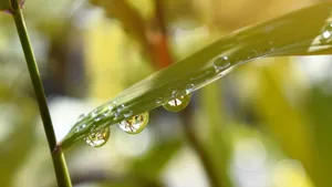 清晨植物上的露水图片第1张