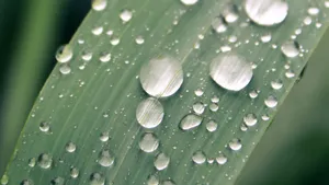 清晨植物上的露水图片_2