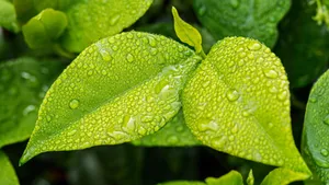 清晨植物上的露水图片_3