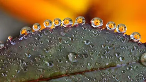 清晨植物上的露水图片_5