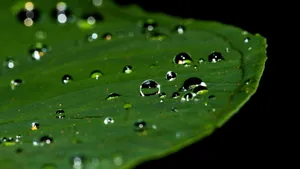 清晨植物上的露水图片_6