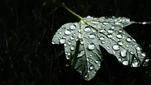 清晨植物上的露水图片_7