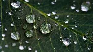 清晨植物上的露水图片_8