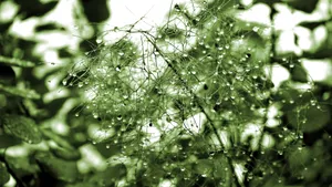 清晨植物上的露水图片_9