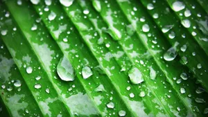 清晨植物上的露水图片_10