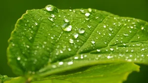 清晨植物上的露水图片_12