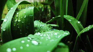 清晨植物上的露水图片_13