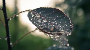 清晨植物上的露水图片_14