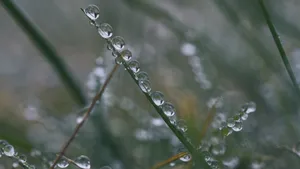 清晨植物上的露水图片_15