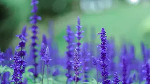 5k高清薰衣草图片_3