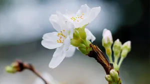 白梅花香自苦寒来_2