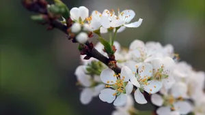 白梅花香自苦寒来_3