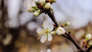 白梅花香自苦寒来_6