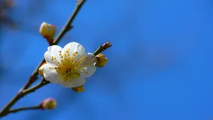 白梅花香自苦寒来_7