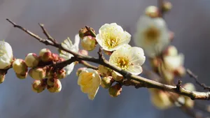 白梅花香自苦寒来_8