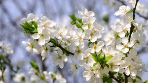 白梅花香自苦寒来_9