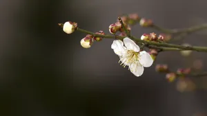 白梅花香自苦寒来_10