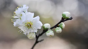 白梅花香自苦寒来_11