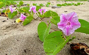 美丽的牵牛花图片大全