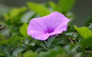 美丽的牵牛花图片大全_2