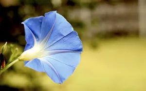 美丽的牵牛花图片大全_3
