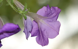 美丽的牵牛花图片大全_4