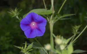 美丽的牵牛花图片大全_5