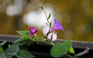 美丽的牵牛花图片大全_6
