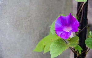 美丽的牵牛花图片大全_8