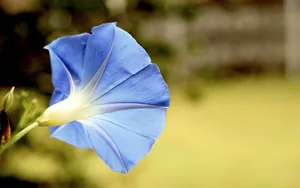 美丽的牵牛花图片大全_9
