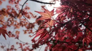 秋季红叶霜叶图片_10