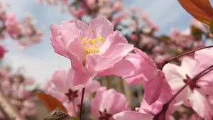 高清粉色桃花图片_2