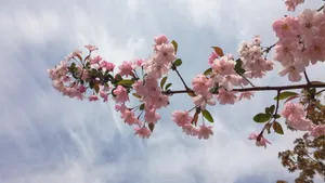 高清粉色桃花图片_3