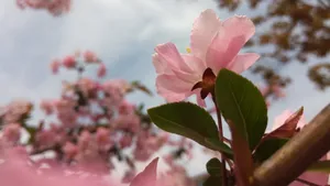 高清粉色桃花图片_4