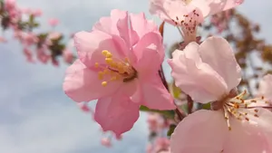 高清粉色桃花图片_6