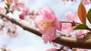 高清粉色桃花图片_7