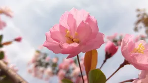 高清粉色桃花图片_8