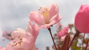 高清粉色桃花图片_9