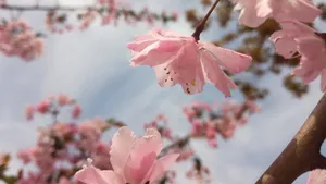 高清粉色桃花图片_10