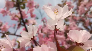 高清粉色桃花图片_11