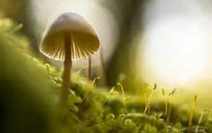 野外生长的蘑菇图片