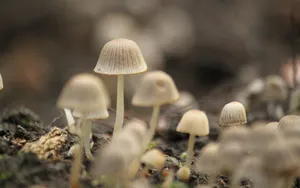 野外生长的蘑菇图片_6