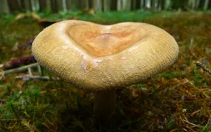 野外生长的蘑菇图片_7