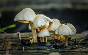 野外生长的蘑菇图片_8