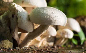 野外生长的蘑菇图片_9