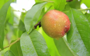 高清水果桃子图片_2